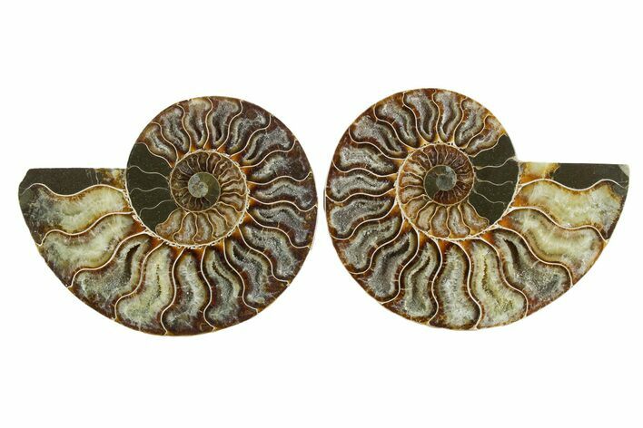 Cut & Polished Crystal-Filled Ammonite Fossil - Madagascar #354108